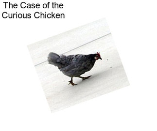 The Case of the Curious Chicken