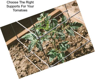 Choose The Right Supports For Your Tomatoes