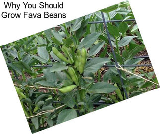 Why You Should Grow Fava Beans