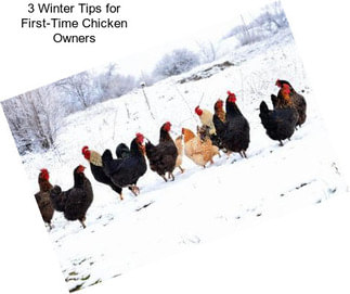 3 Winter Tips for First-Time Chicken Owners