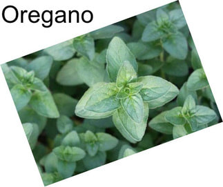 Oregano