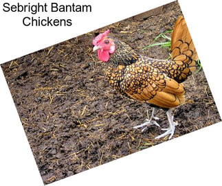 Sebright Bantam Chickens