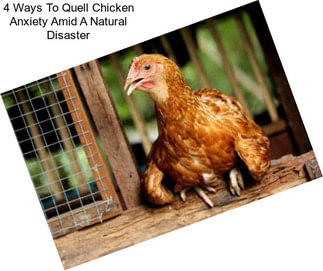 4 Ways To Quell Chicken Anxiety Amid A Natural Disaster