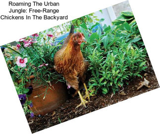 Roaming The Urban Jungle: Free-Range Chickens In The Backyard