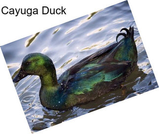 Cayuga Duck