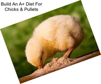 Build An A+ Diet For Chicks & Pullets