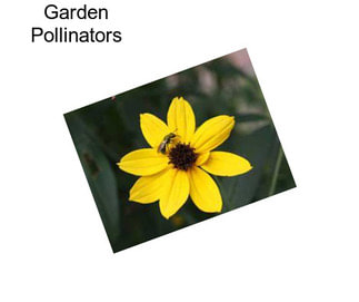 Garden Pollinators