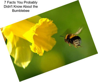 7 Facts You Probably Didn\'t Know About the Bumblebee