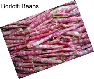 Borlotti Beans