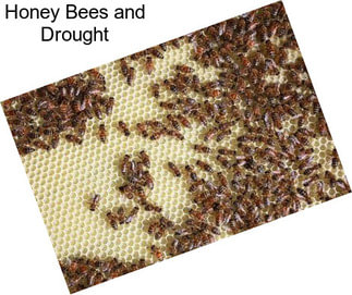 Honey Bees and Drought