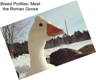 Breed Profiles: Meet the Roman Goose