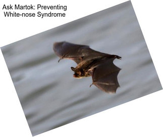 Ask Martok: Preventing White-nose Syndrome