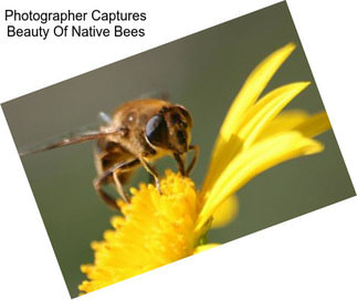 Photographer Captures Beauty Of Native Bees