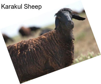 Karakul Sheep