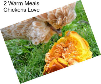 2 Warm Meals Chickens Love