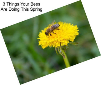 3 Things Your Bees Are Doing This Spring