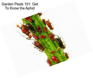 Garden Pests 101: Get To Know the Aphid