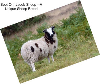 Spot On: Jacob Sheep—A Unique Sheep Breed