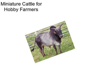 Miniature Cattle for Hobby Farmers