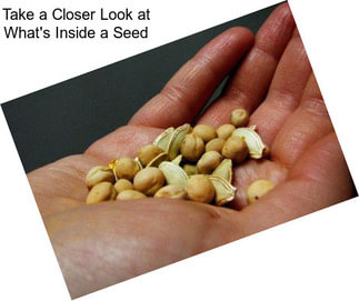 Take a Closer Look at What\'s Inside a Seed