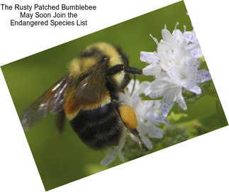 The Rusty Patched Bumblebee May Soon Join the Endangered Species List