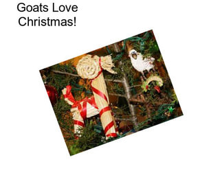 Goats Love Christmas!