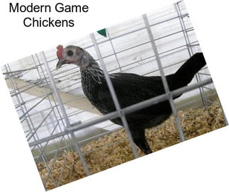 Modern Game Chickens