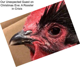 Our Unexpected Guest on Christmas Eve: A Rooster in Crisis