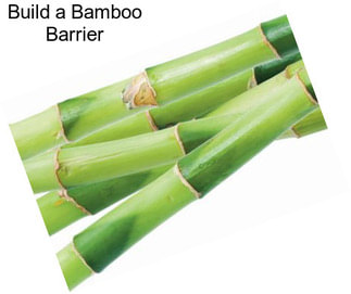 Build a Bamboo Barrier