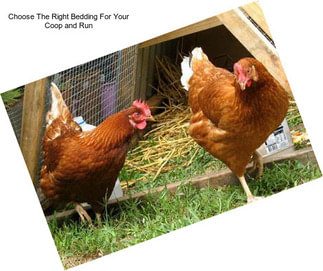 Choose The Right Bedding For Your Coop and Run