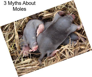 3 Myths About Moles