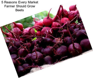 5 Reasons Every Market Farmer Should Grow Beets