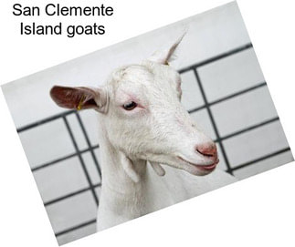 San Clemente Island goats