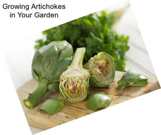 Growing Artichokes in Your Garden