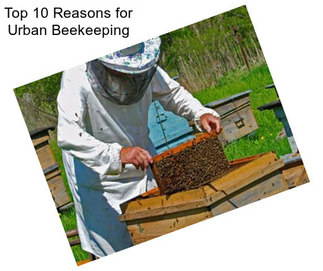 Top 10 Reasons for Urban Beekeeping