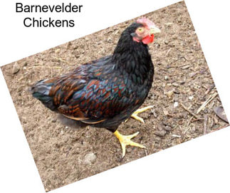 Barnevelder Chickens