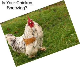 Is Your Chicken Sneezing?