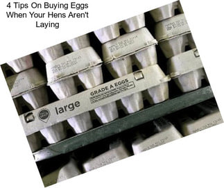 4 Tips On Buying Eggs When Your Hens Aren\'t Laying