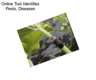 Online Tool Identifies Pests, Diseases