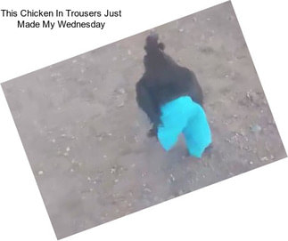 This Chicken In Trousers Just Made My Wednesday