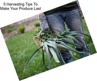 5 Harvesting Tips To Make Your Produce Last