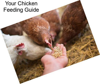 Your Chicken Feeding Guide