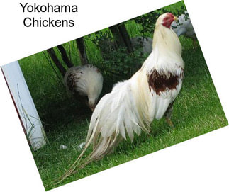 Yokohama Chickens