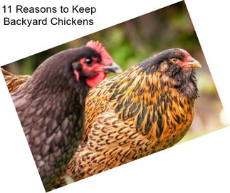 11 Reasons to Keep Backyard Chickens