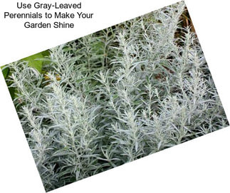 Use Gray-Leaved Perennials to Make Your Garden Shine