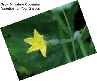 Grow Miniature Cucumber Varieties for Your Garden