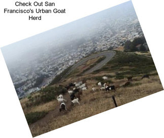 Check Out San Francisco\'s Urban Goat Herd