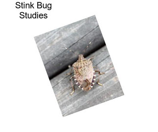 Stink Bug Studies