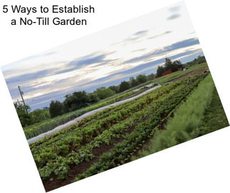 5 Ways to Establish a No-Till Garden