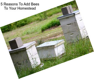 5 Reasons To Add Bees To Your Homestead